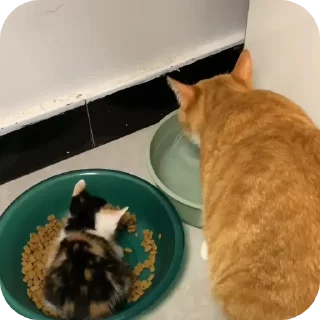 Telegram sticker 🍚 Больше стиков тут: @stikery4