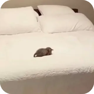 Video sticker 😴 Больше стиков тут: @stikery4