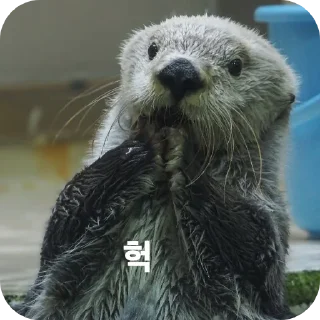 Telegram sticker 🐦 해달콘 2임돠