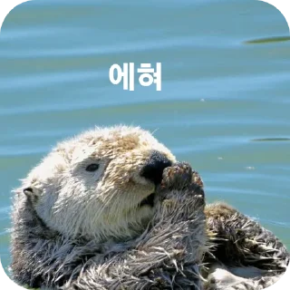 Telegram sticker 🐦 해달콘 2임돠