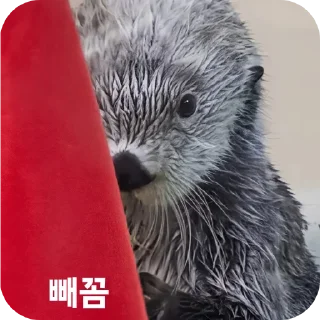 Telegram sticker 🐦 해달콘 2임돠