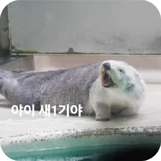 Telegram sticker 😀 해달콘 2임돠