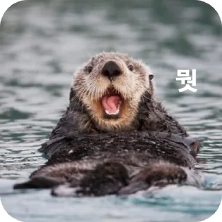 Sticker 🐦 해달콘 2임돠