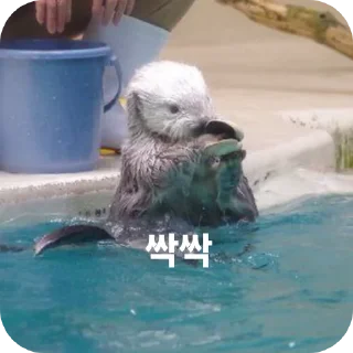 Video sticker ✋ 해달콘 2임돠