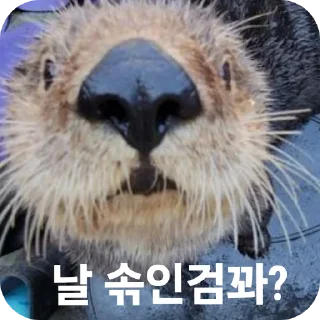 Telegram sticker 🐦 해달콘 2임돠