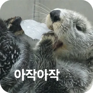 Video sticker 🧵 해달콘 2임돠