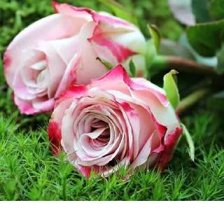 Telegram sticker 🔻 دعاء