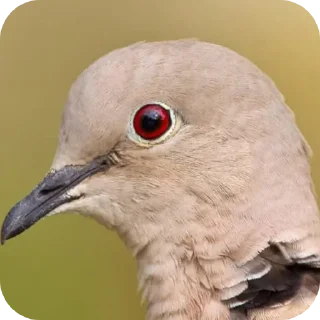 Sticker 🐦 Troll