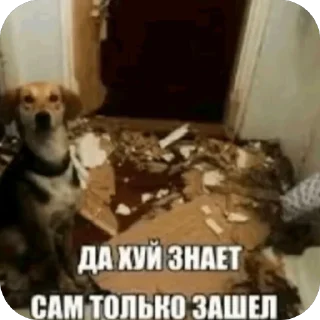 Video sticker 🫥 #малая#ебашить @faburje