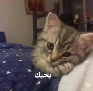 Video sticker 🥺 سيلينا