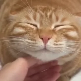 Video sticker ☺️ Китсов много не бывает