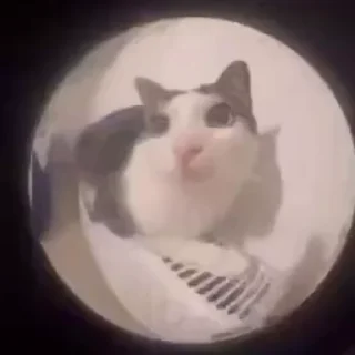Video sticker 👀 Китсов много не бывает