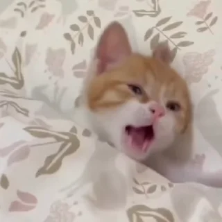 Video sticker 😴 Китсов много не бывает