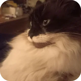 Telegram sticker 🐱 Неуязвимий гей кекс