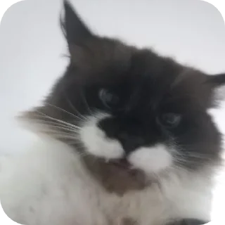 Telegram sticker 🐱 Неуязвимий гей кекс