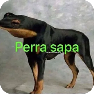 Video sticker 🐶 crikamia