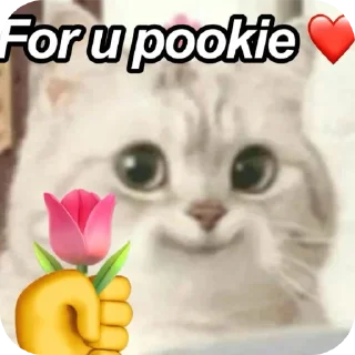 Sticker 👍 Meowwchita🎀
