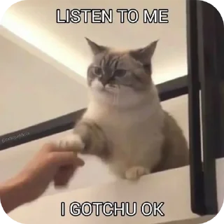 Video sticker 🐱 Meowwchita🎀