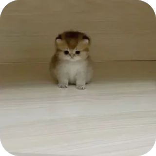 Video sticker 🐶 Meowwchita🎀