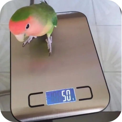 Телеграм стикер 🐦 Jonjy