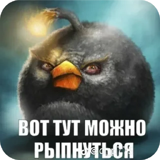 Video sticker 🧢 Птички