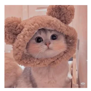 Telegram sticker 🐱 Shadow_Dark @MRS_CODER_DARK