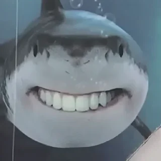 Telegram sticker 🤔 Dylan's a pack