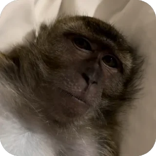 Video sticker 🫥 @guielihan