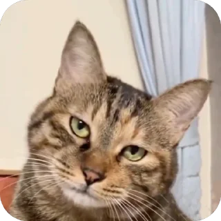 Телеграм стикер 🫥 @guielihan