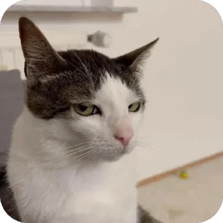 Телеграм стикер 🫥 @guielihan