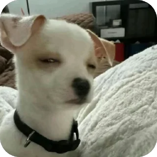 Телеграм стикер 🫥 @guielihan