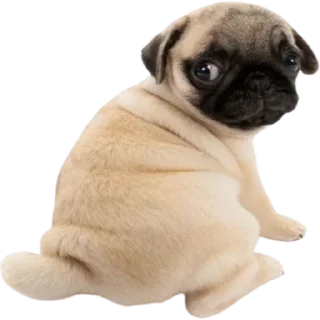 Video sticker 🫣 doggies by @normtips