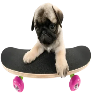 Telegram sticker 😒 doggies by @normtips