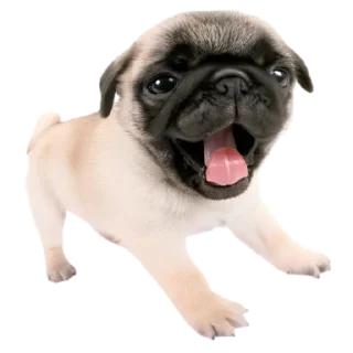 Telegram sticker 😴 doggies by @normtips