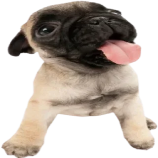 Video sticker 😛 doggies by @normtips