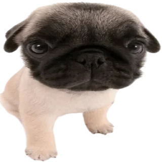 Telegram sticker 😮 doggies by @normtips