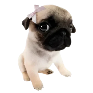Telegram stiker 😙 doggies by @normtips