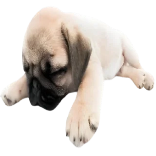 Telegram sticker 🥱 doggies by @normtips