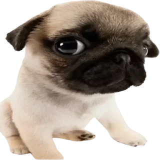 Sticker 😳 doggies by @normtips