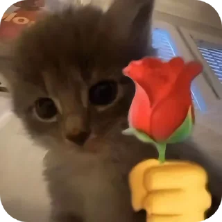 Telegram stiker 🐱 @Elieee1402