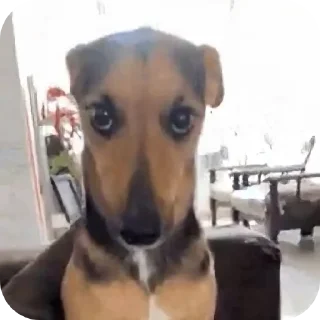 Telegram stiker 🐶 @Elieee1402