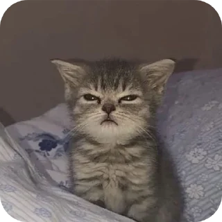 Video sticker 🐱 @Elieee1402