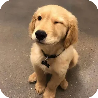 Video sticker 🐶 @Elieee1402