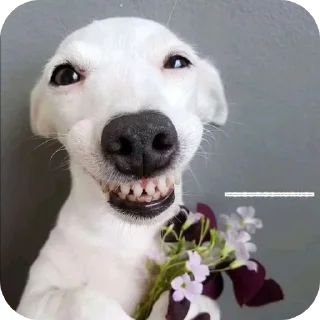 Telegram stiker 🐶 @Elieee1402