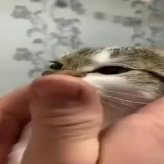 Video sticker 😟 Создай свои стикеры - @sozdsti_bot