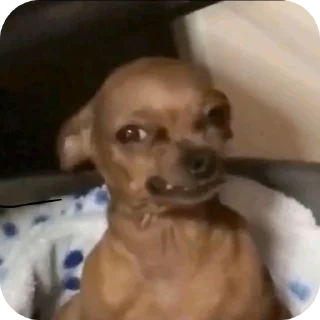 Video sticker 🐶 @Iansuchis