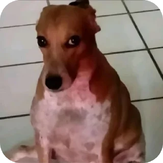 Telegram stiker 🐶 @Iansuchis