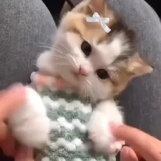 Video sticker 💜 ⋆⎯꯭̽𝅃꯭᳚͟𝚮𝛂͟𝛄𝛂͟' @Swiftt_pixel