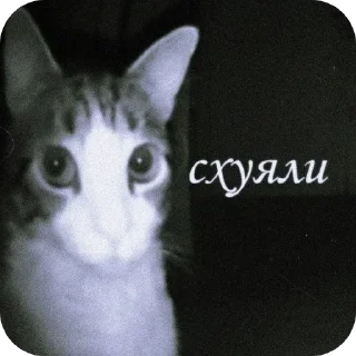 Telegram sticker 🐱 Хезе хезе