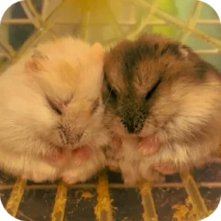 Telegram sticker 🐱 Hamster   @stickerslovez
